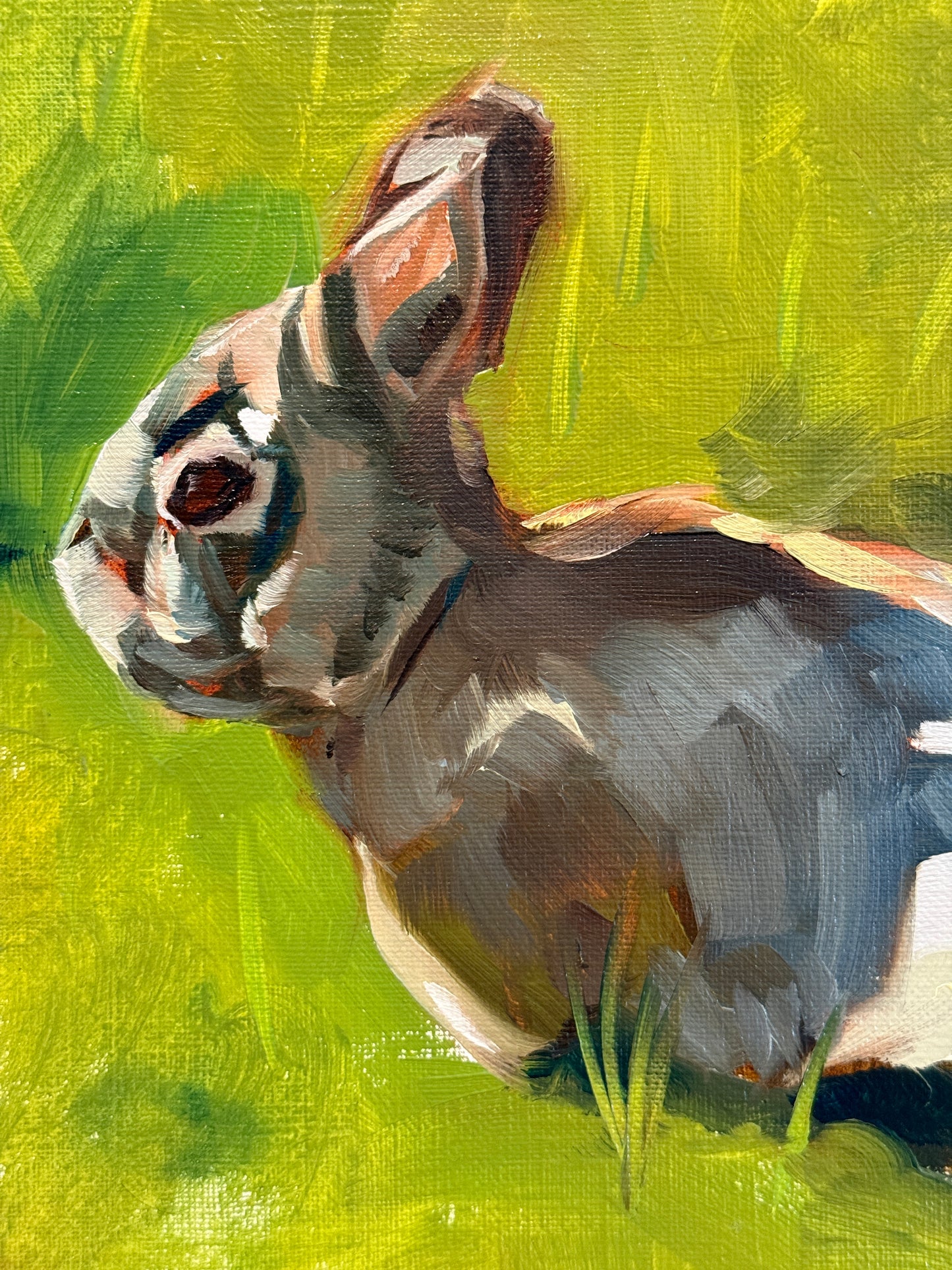 close up of bunny's head
